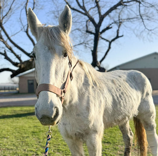 Meet Elsa, Our Ice Queen