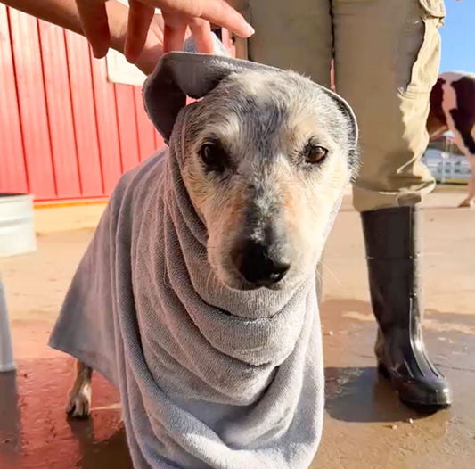 Meet Kobe: Our Short-Term Foster Hero