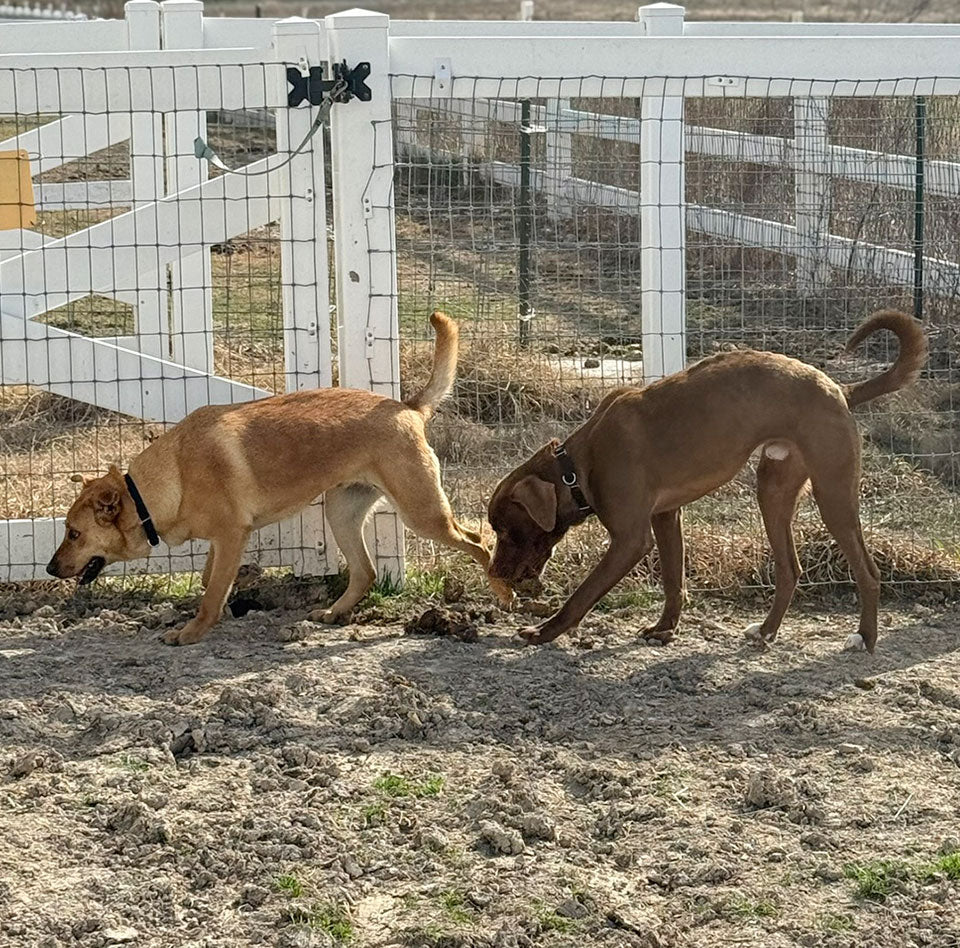 Welcome Our Next Short-Term Foster for Transport Doggies! — Thor and O’Brian