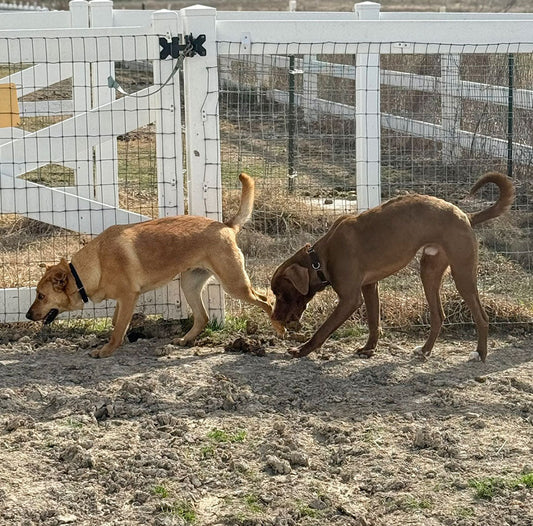 Welcome Our Next Short-Term Foster for Transport Doggies! — Thor and O’Brian