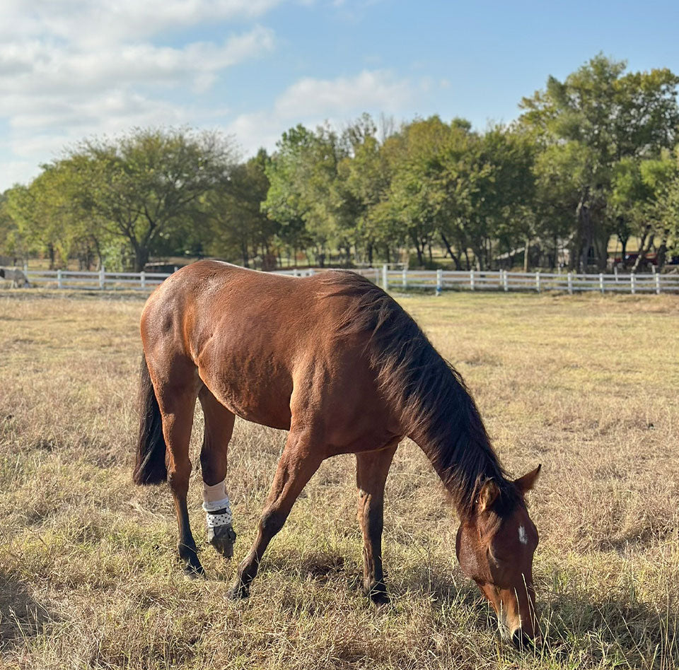 Remembering Piper: A Brave Little Life, Beautifully Lived