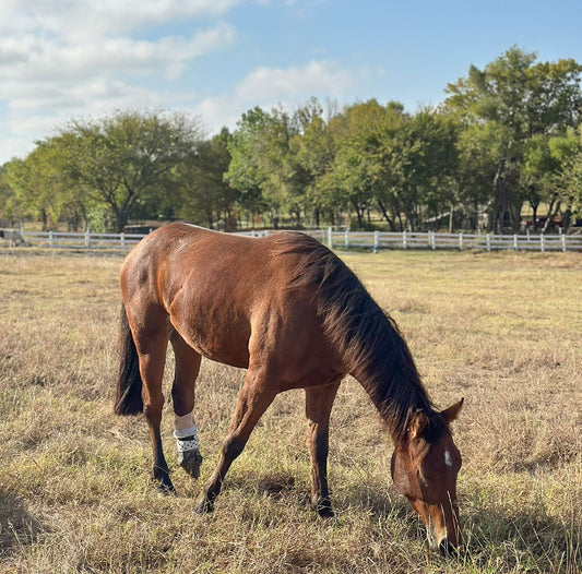 Remembering Piper: A Brave Little Life, Beautifully Lived