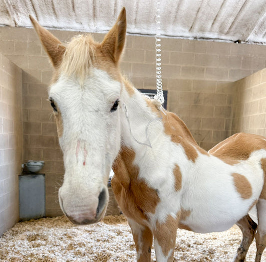 Rosie’s Colic Scare: A Waiting Game