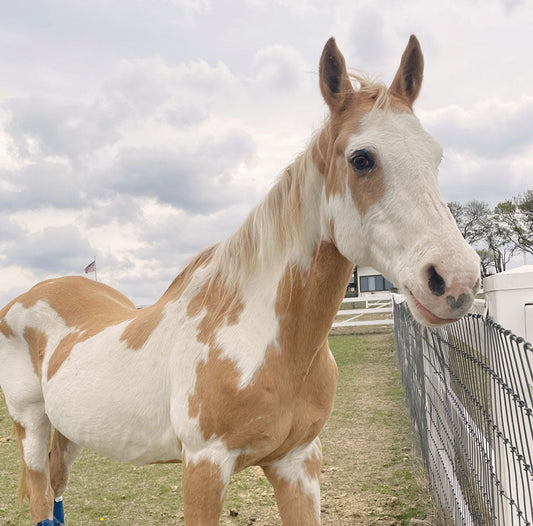 Rosie’s Recovery Update