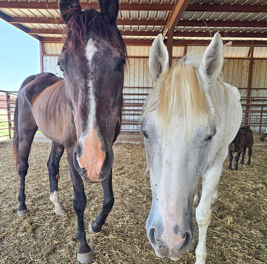 Scout & Cash: Safe at Last