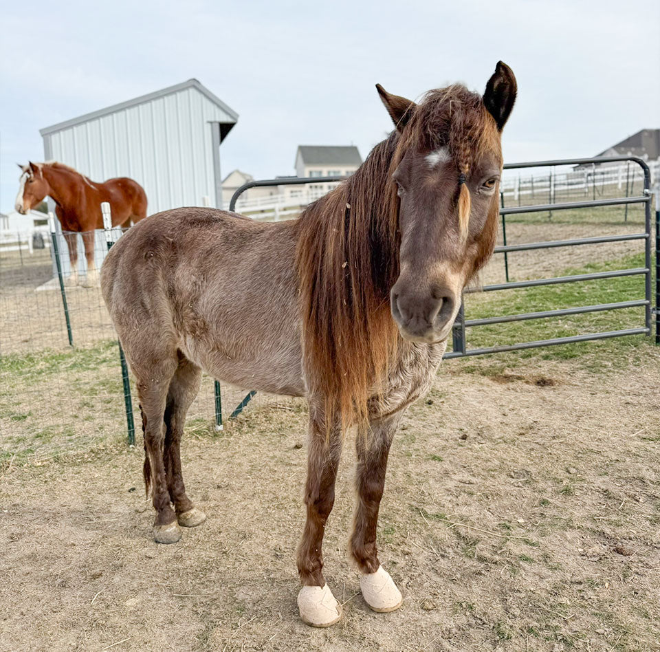 Spirit’s Early Laminitis Scare
