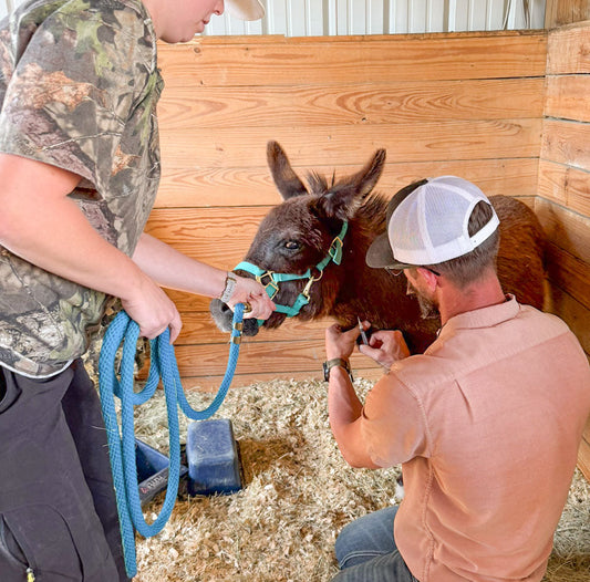 Spring Health Day: Keeping the Herd Protected