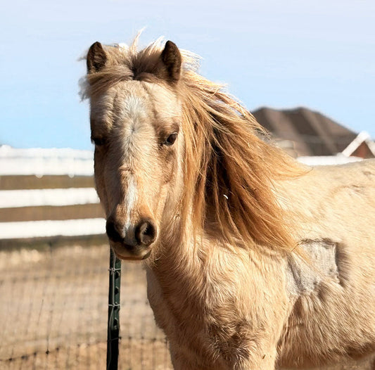 Welcome Cosmo: Our Newest Rescue Pony