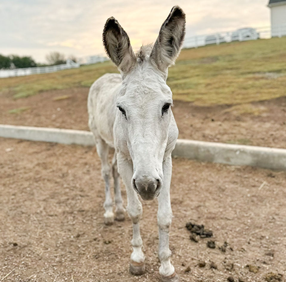 Compadre Bug From Foster to Forever: Welcome Home Compadre! – FarmHouse Fresh