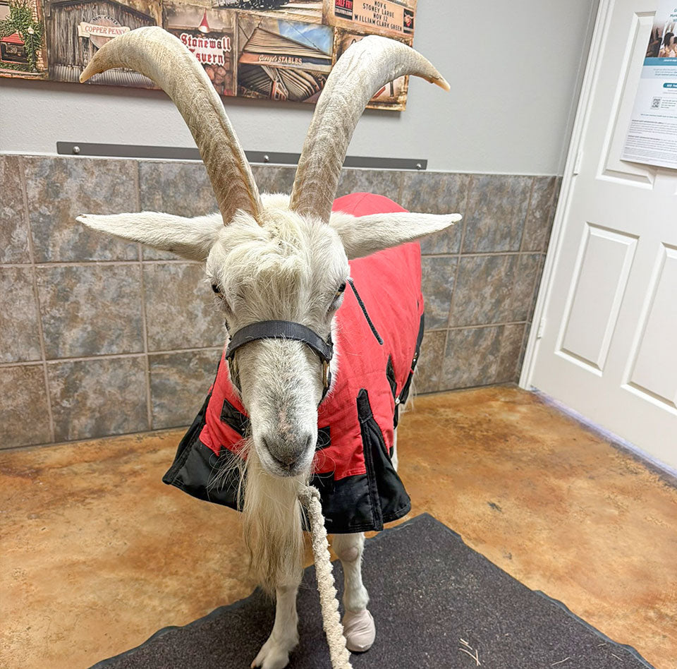 When Lolly Had Us Worried