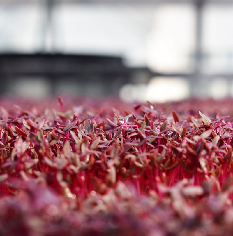 Red Amaranth
