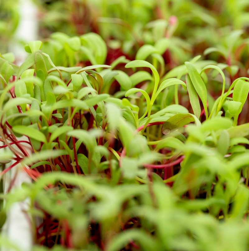 WATERCRESS