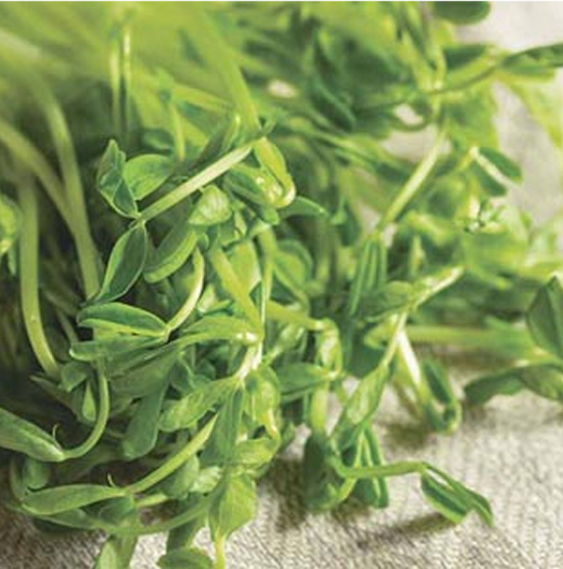 GRAY SUGAR PEA