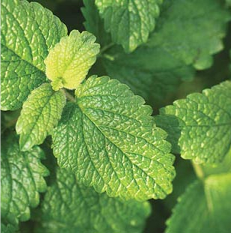 LEMON BALM