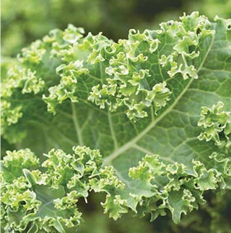 KALE