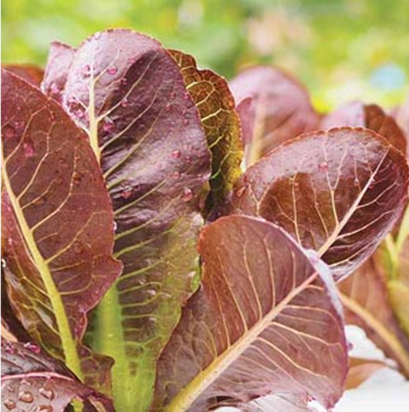 RED LEAF LETTUCE