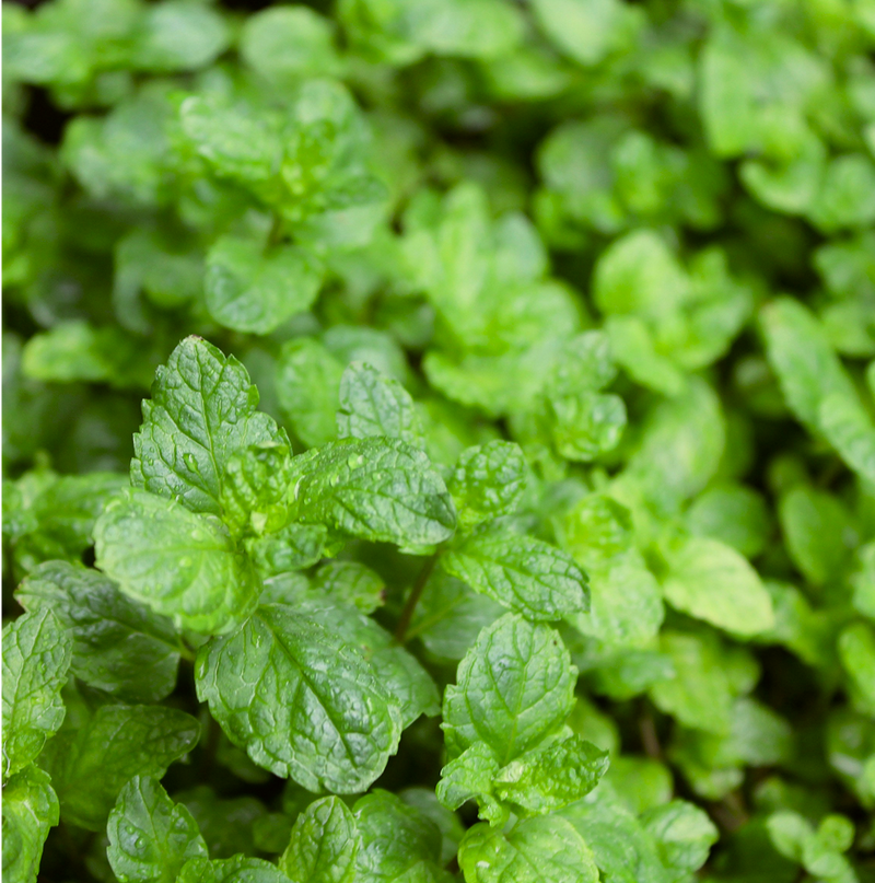 SPEARMINT