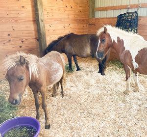 Tiny Wonders: 3 Mini Ponies & 1 Orphaned Donkey, Saved