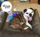A bulldog, surrounded by toys, is blissfully resting in a dog bed donated from purchases of "Is it True, They Call You the Dog Bed Fairy?" Donation Book by FarmHouse Fresh.