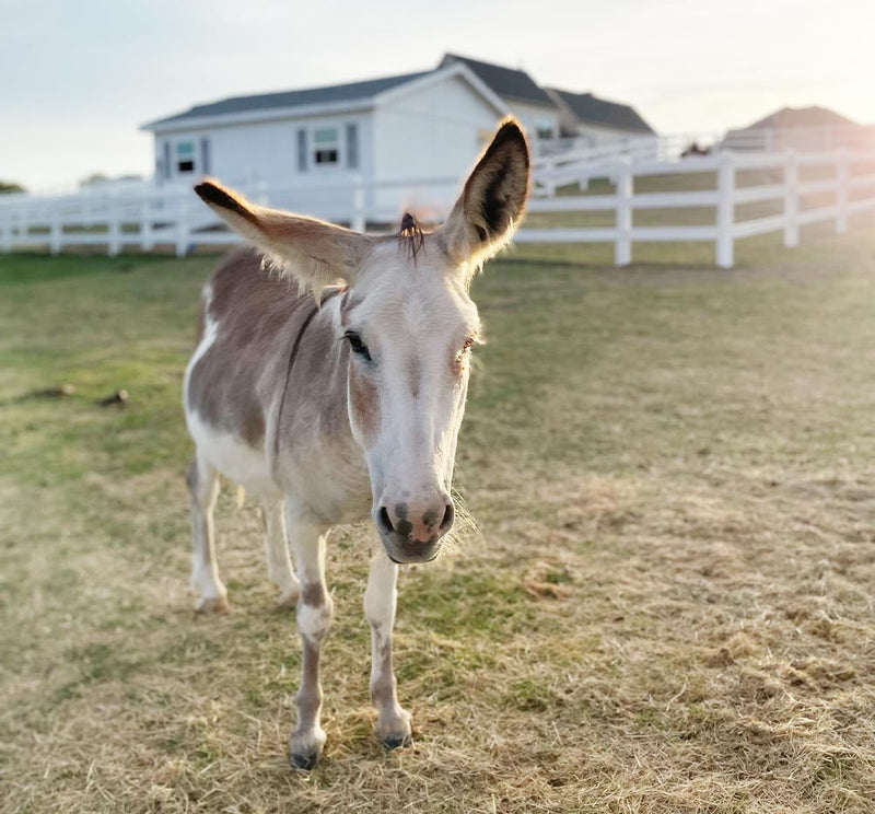 Dolly FarmHouse Fresh