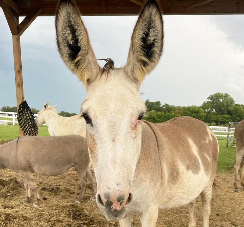 Dolly FarmHouse Fresh