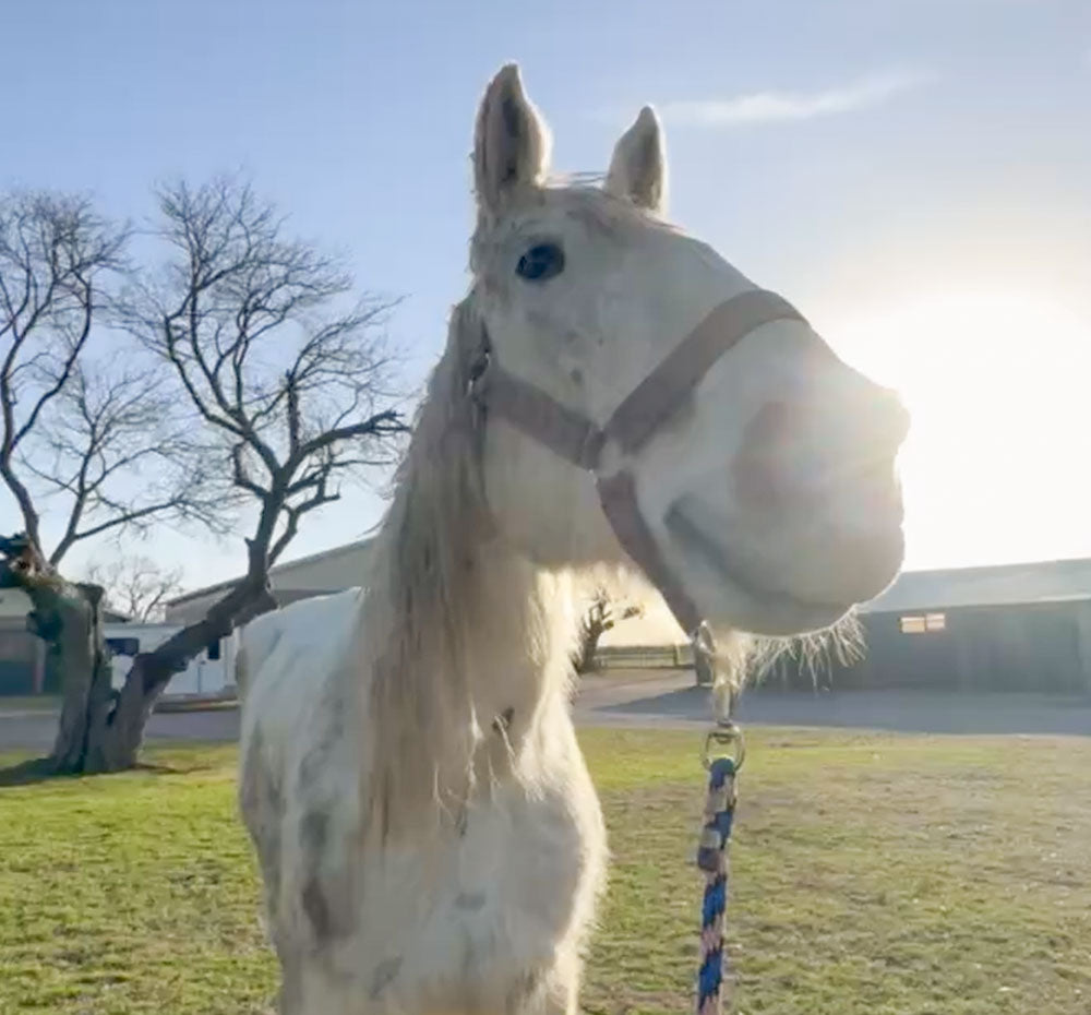 Smiling white horse standing in a grassy field on a clear day