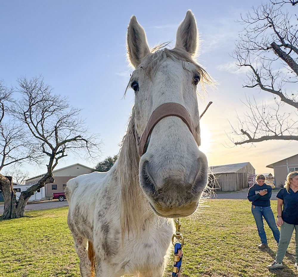 White horse standing in a grassy field with people in the background.