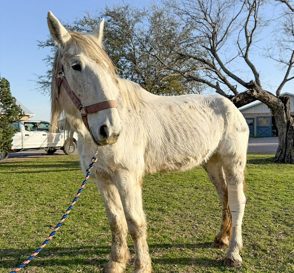 A White horse with their ribs showing standing on a grassy field on a clear day