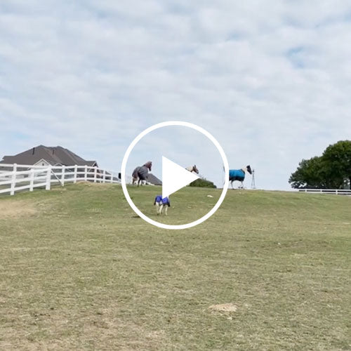 HuckVid4