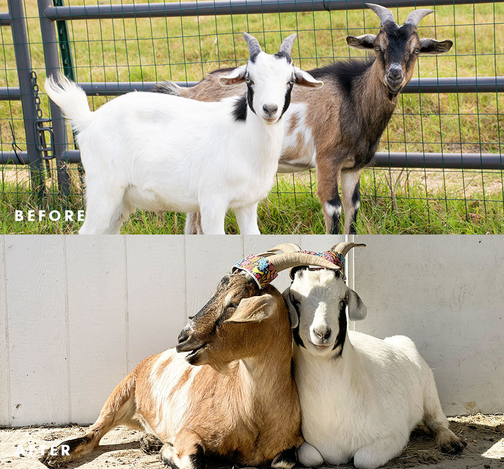 Moo Roo Moo – FarmHouse Fresh