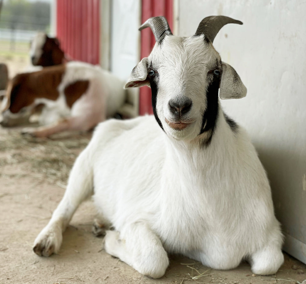 Moo Roo Moo – FarmHouse Fresh