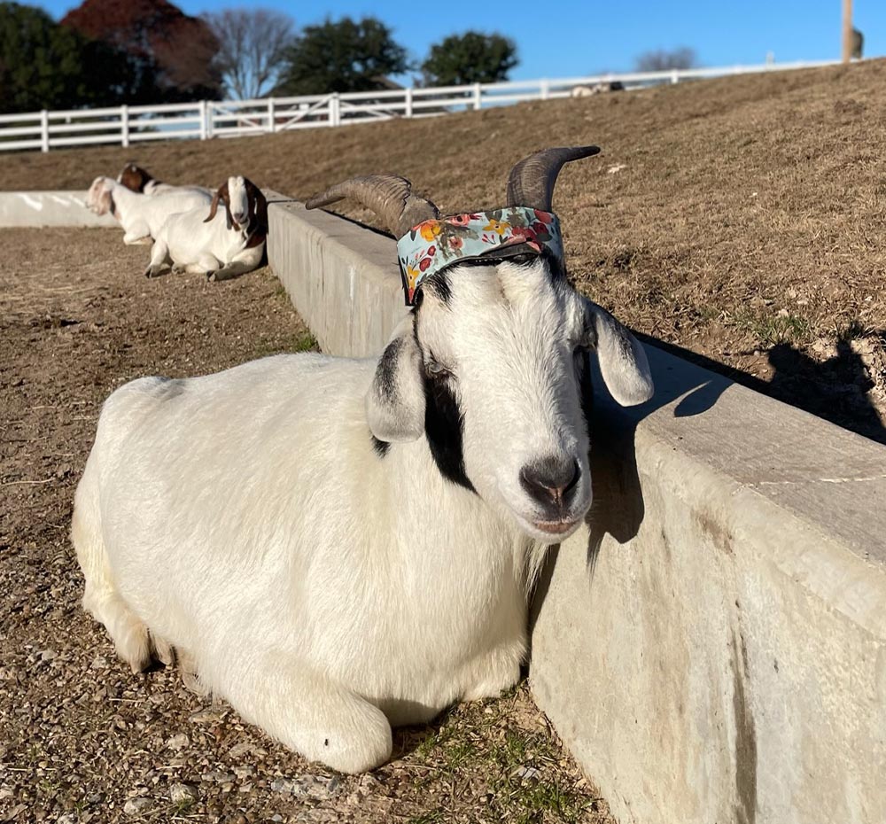 Moo Roo Moo – FarmHouse Fresh
