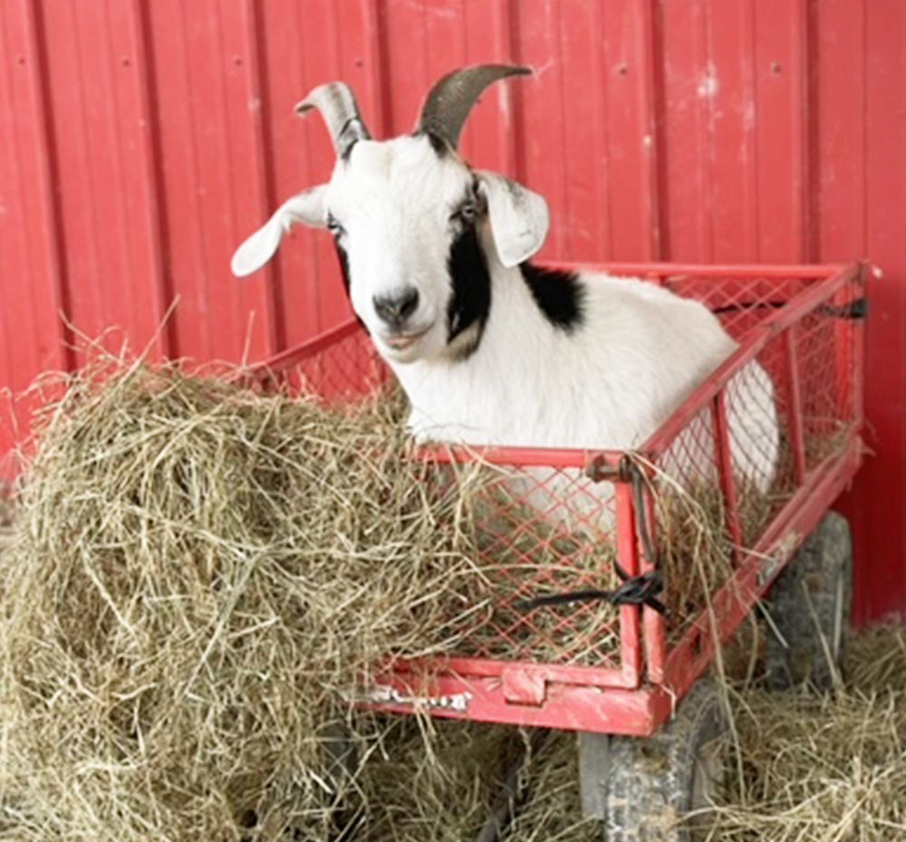 Moo Roo Moo – FarmHouse Fresh