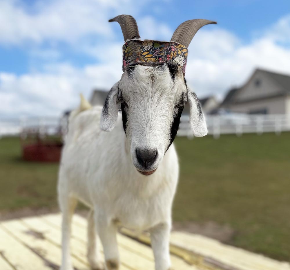 Moo Roo Moo – FarmHouse Fresh