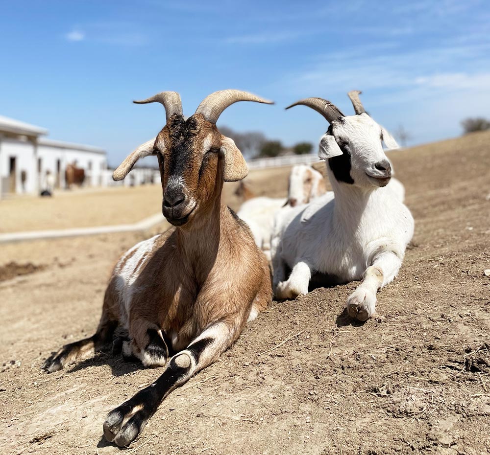 Goat Roo Moo – FarmHouse Fresh