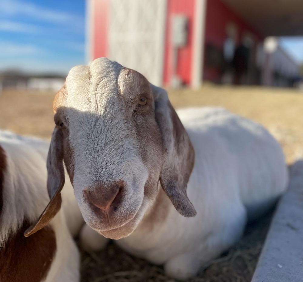 Picky Goats Pickles – FarmHouse Fresh