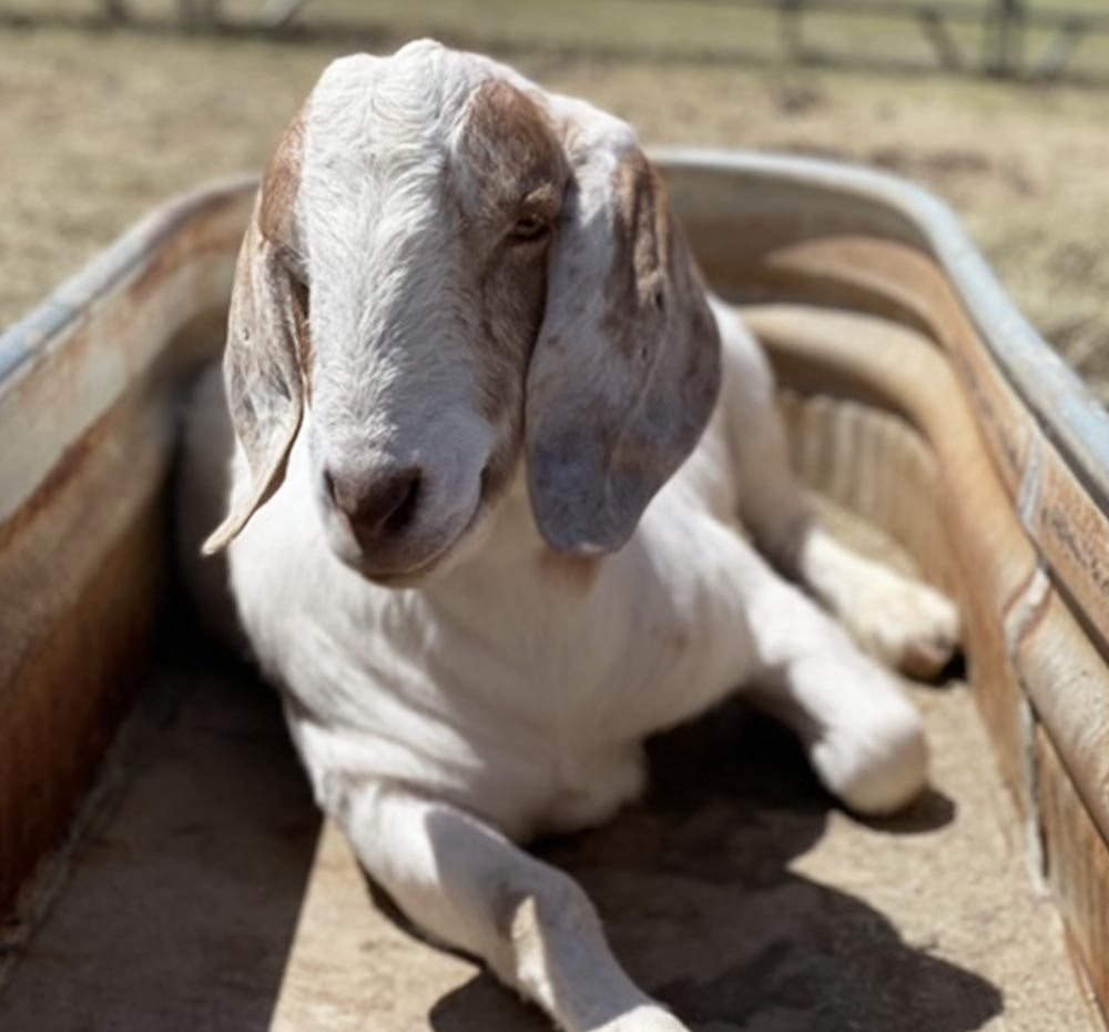 Picky Goats Pickles – FarmHouse Fresh