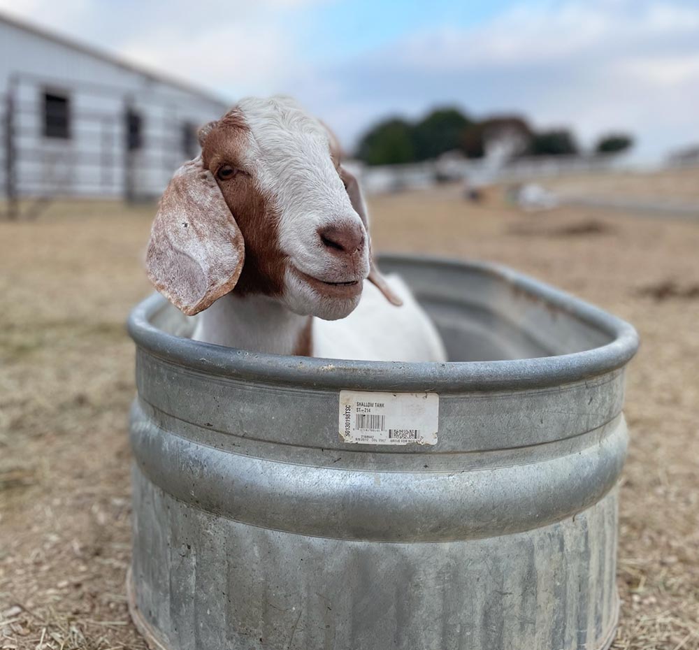 Picky Goats Pickles – FarmHouse Fresh