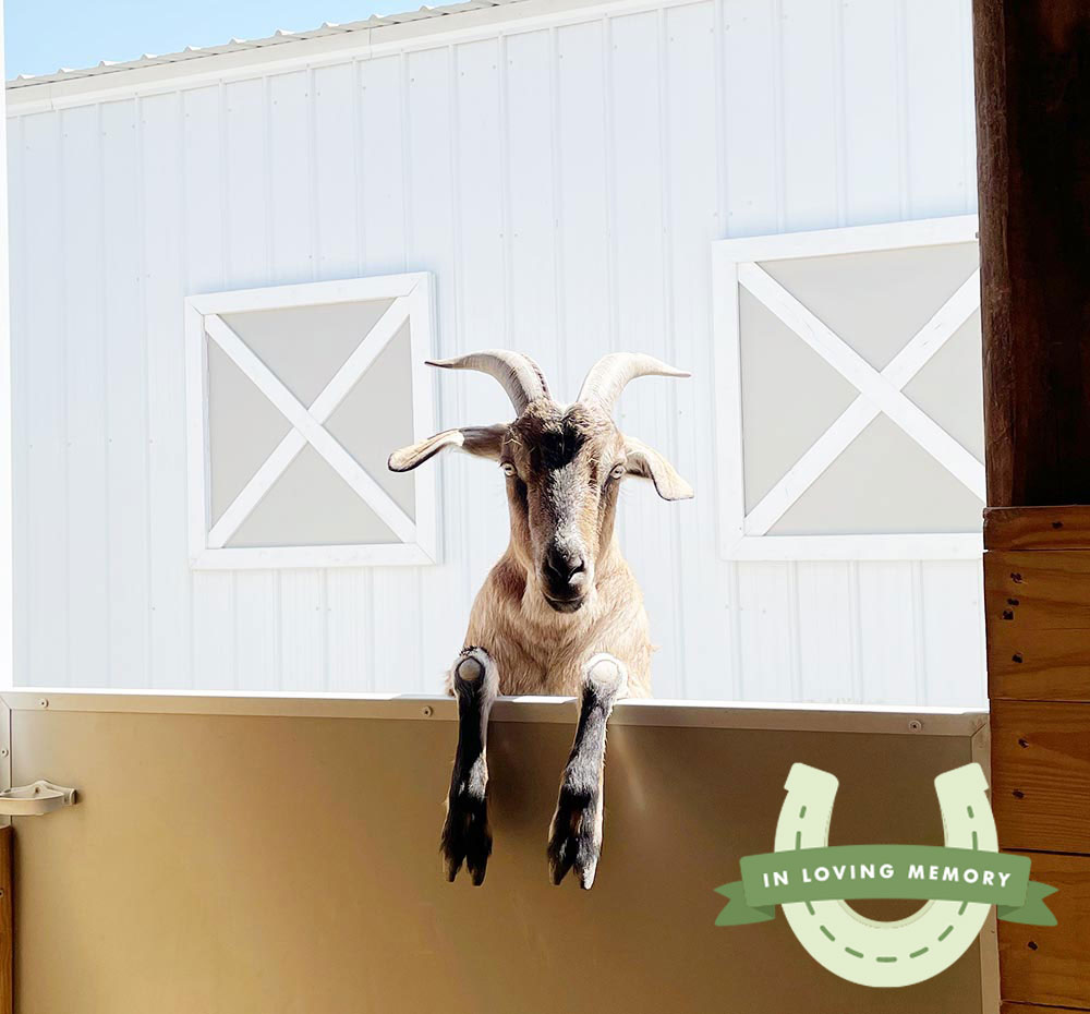 Goat Roo Roo – FarmHouse Fresh