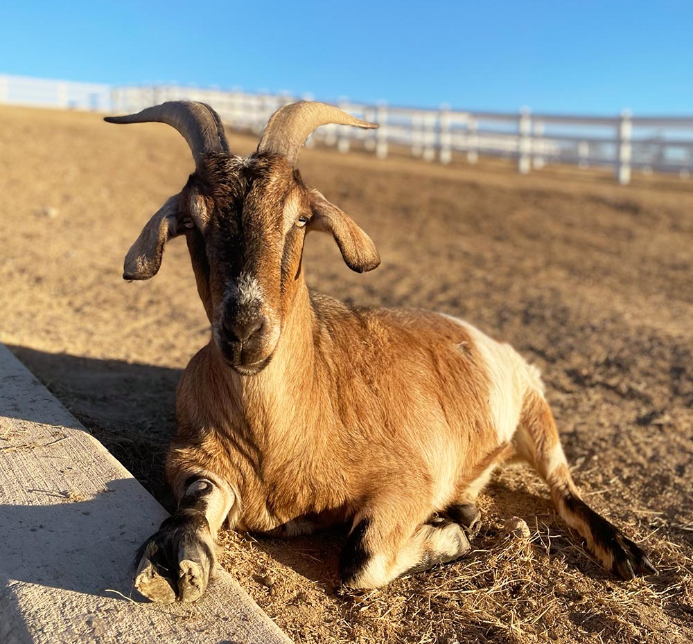Goat Roo Roo – FarmHouse Fresh