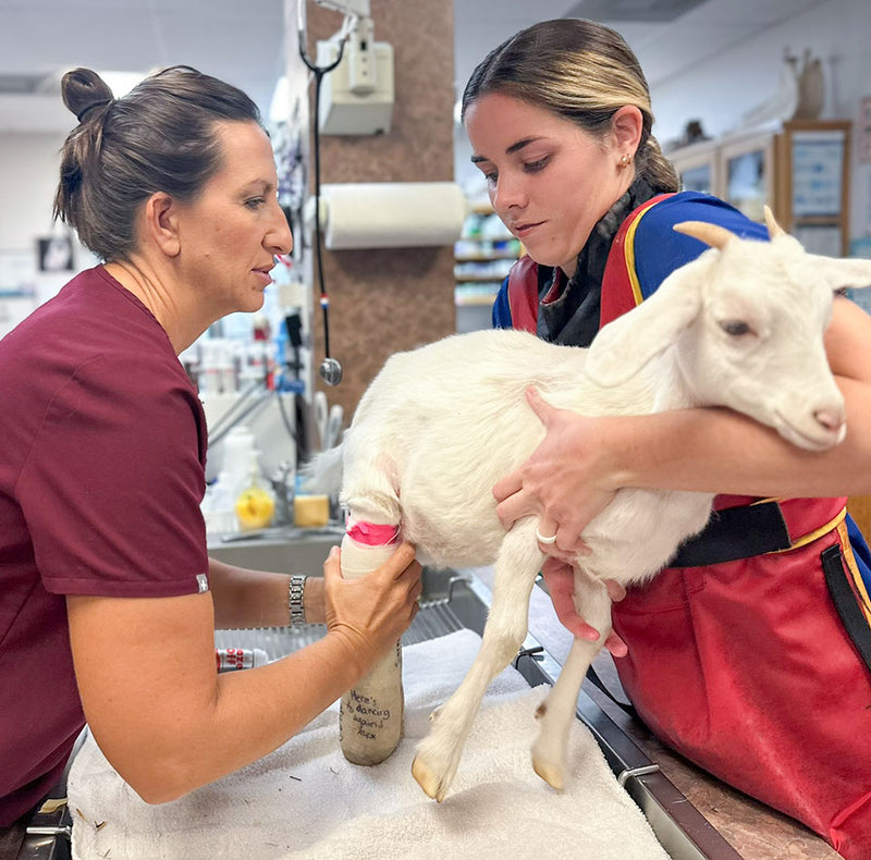A white goat is being examined by two veterinarians in a clinic setting. One veterinarian is holding the goat's leg and the other is supporting the goat.