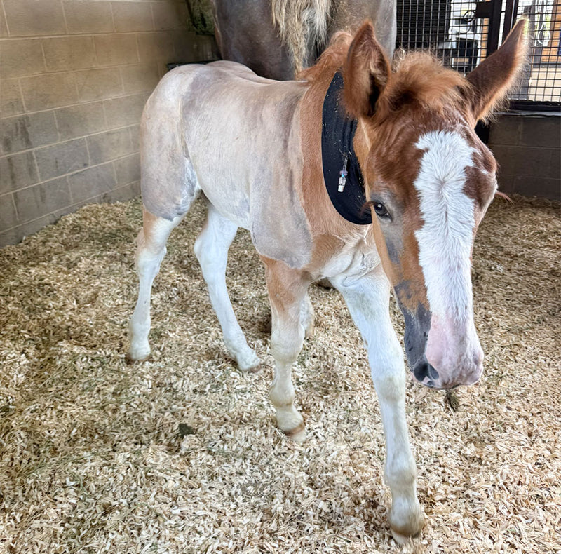 A light brown and white foal standing in a straw-covered stall wearing a black halter.