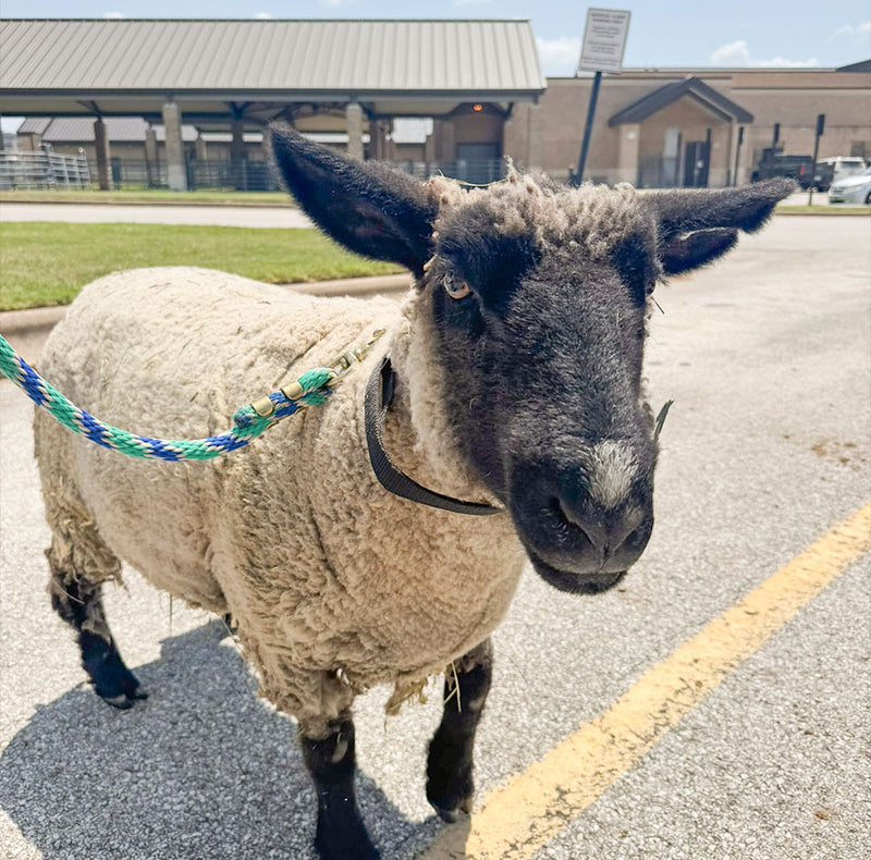Sheep on leash in front of animal hospital