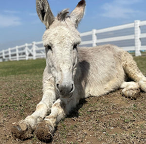 Harvey & the Terrible, Horrible, No Good, Very Bad Hoof Abscesses