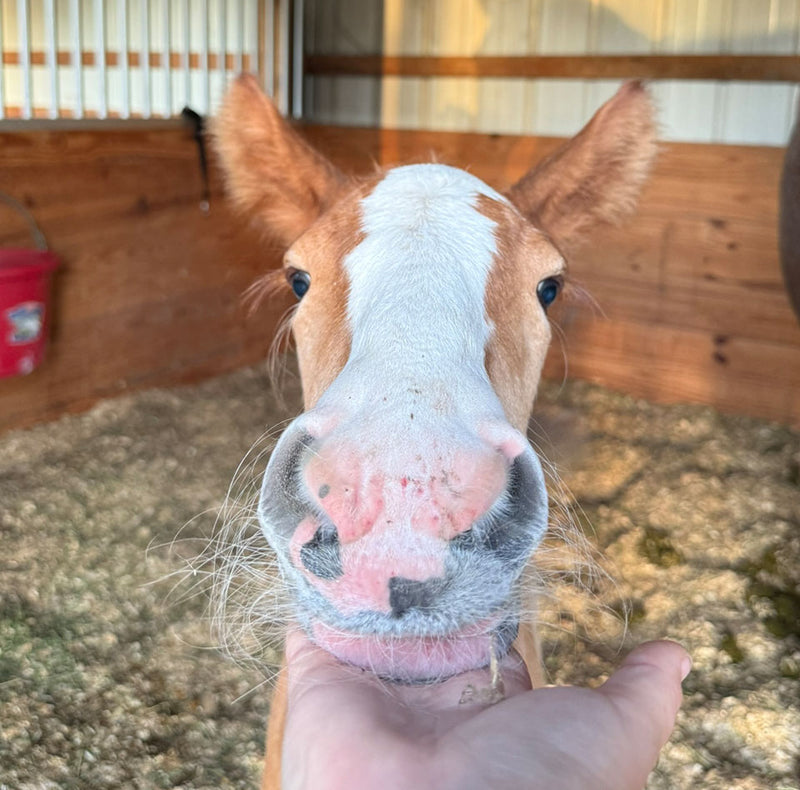 A close-up of a brown and white horse in a barn, reaching its nose toward a human hand, with straw bedding and wooden stall walls in the background.