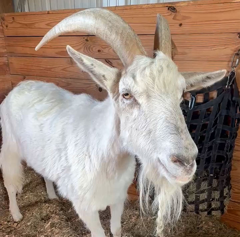 White goat with large horns standing in a barn.
