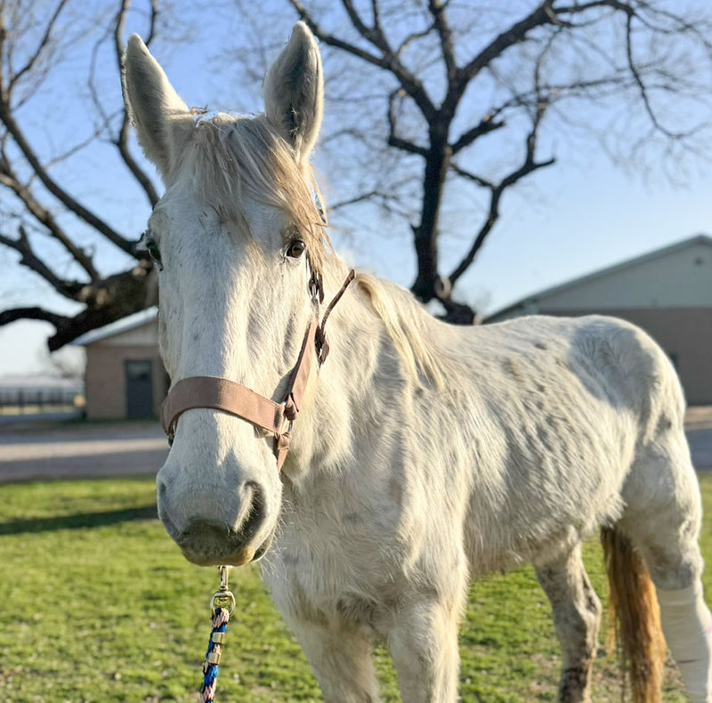 A skinny white horse standing in a grassy field on a clear day with trees in the background