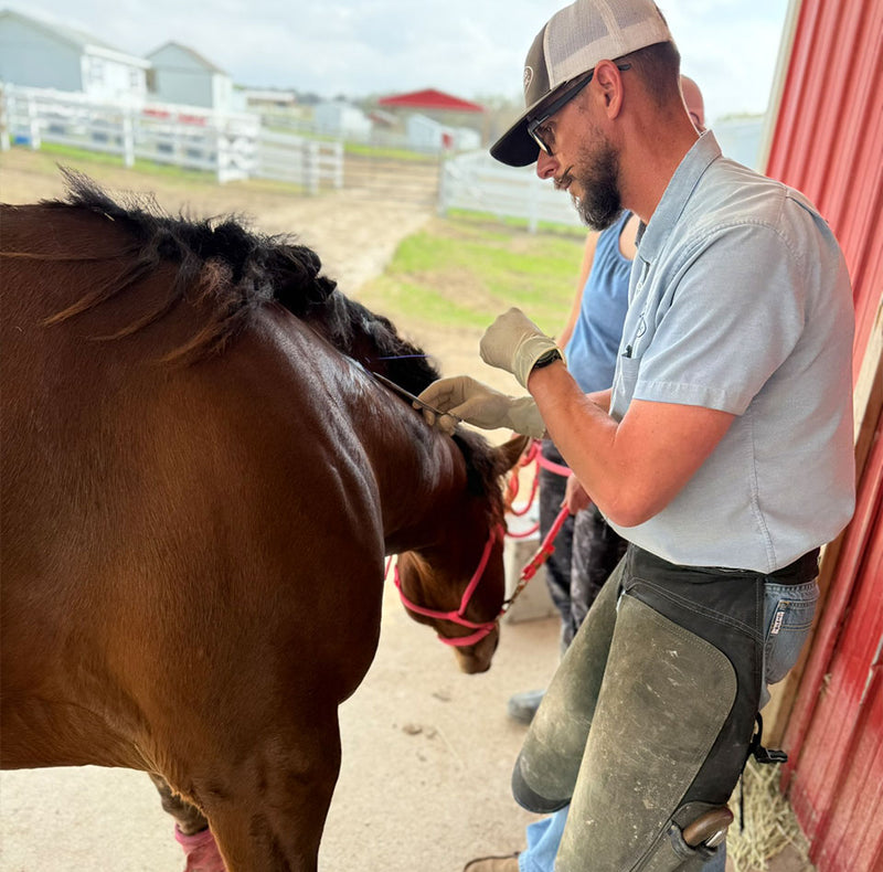 man performing a medical activity on a horse