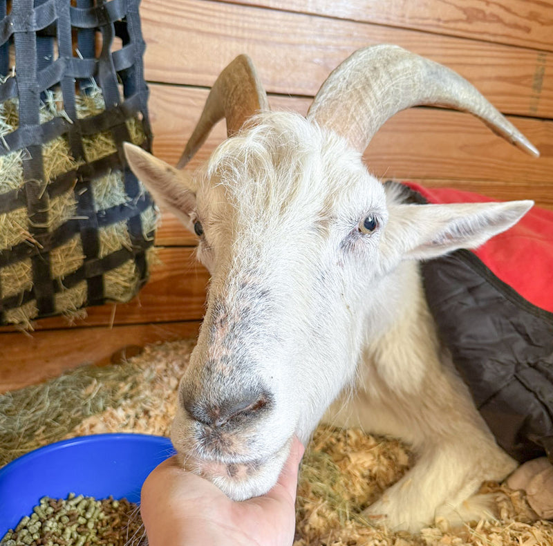 A close-up of a white goat lying on wood shavings in a barn, with a hand offering food to its mouth. A blue bowl of pellets is visible in the lower left, a hay net is on the left, and a red and black blanket is behind the goat.
