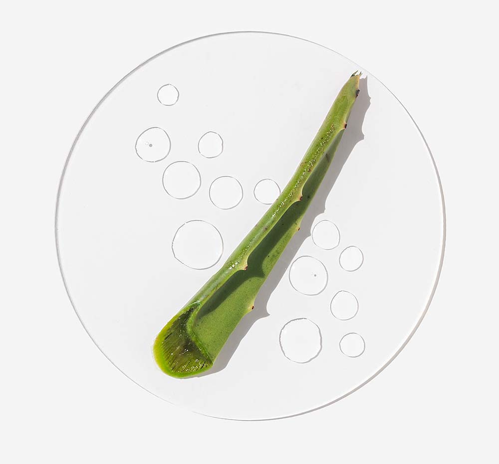 Drops of FarmHouse Fresh Day Breakthru Day Serum acne treatment next to an aloe leaf that represents the natural, calming and nourishing ingredients.